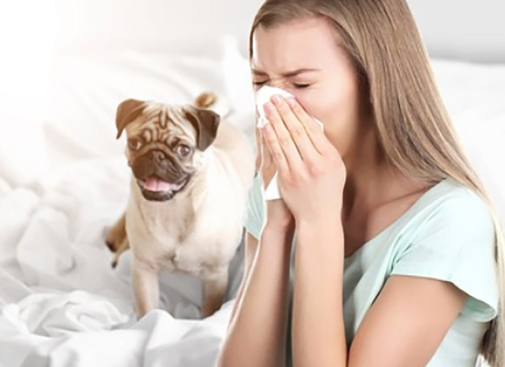 Pets and Allergies: The Myth Behind It