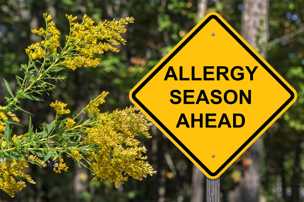 hay fever allergy season