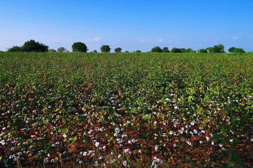 Organic Cotton Farming is Indeed Eco-friendly