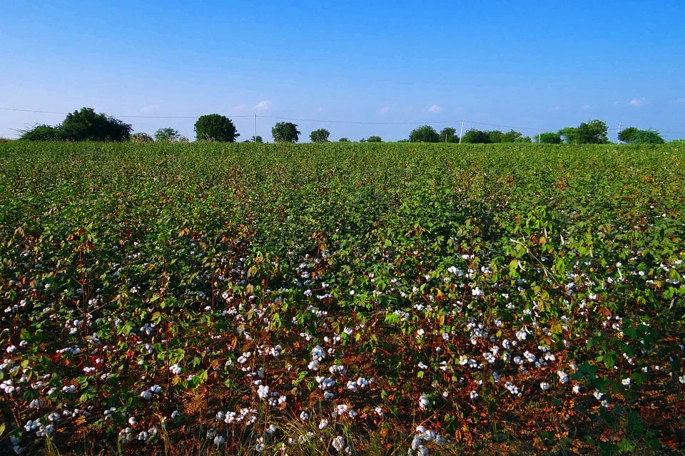 Organic Cotton Farming is Indeed Ecofriendly Cottonique Allergy