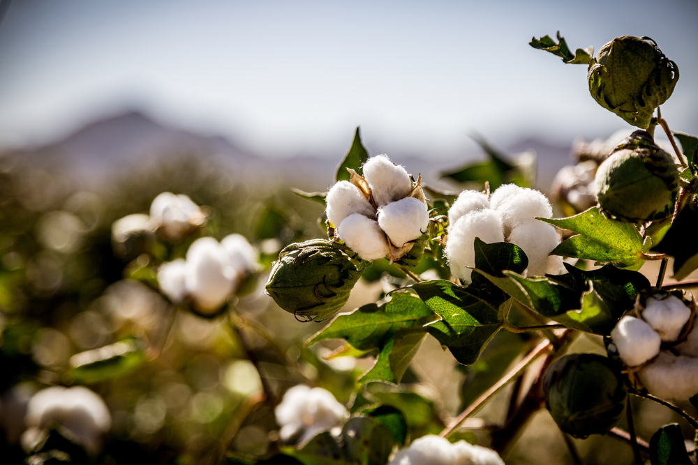 Benefits of Buying Organic Cotton Fabrics