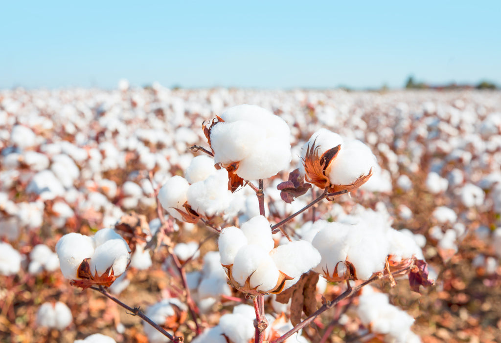 5 Beneficial Attributes People Love About Cotton